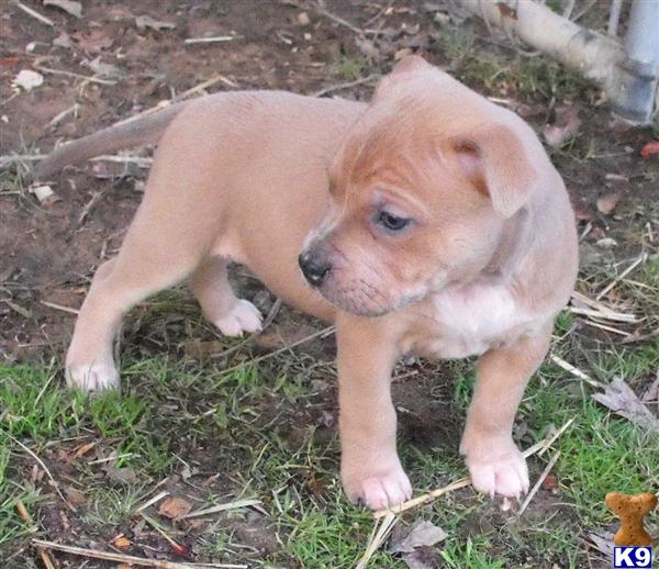 American Pit Bull Puppies
