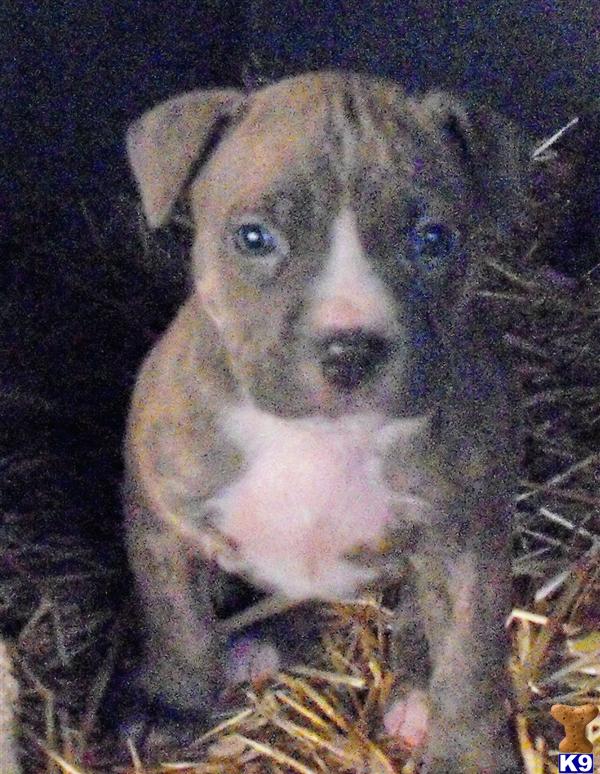 American Pit Bull Puppies