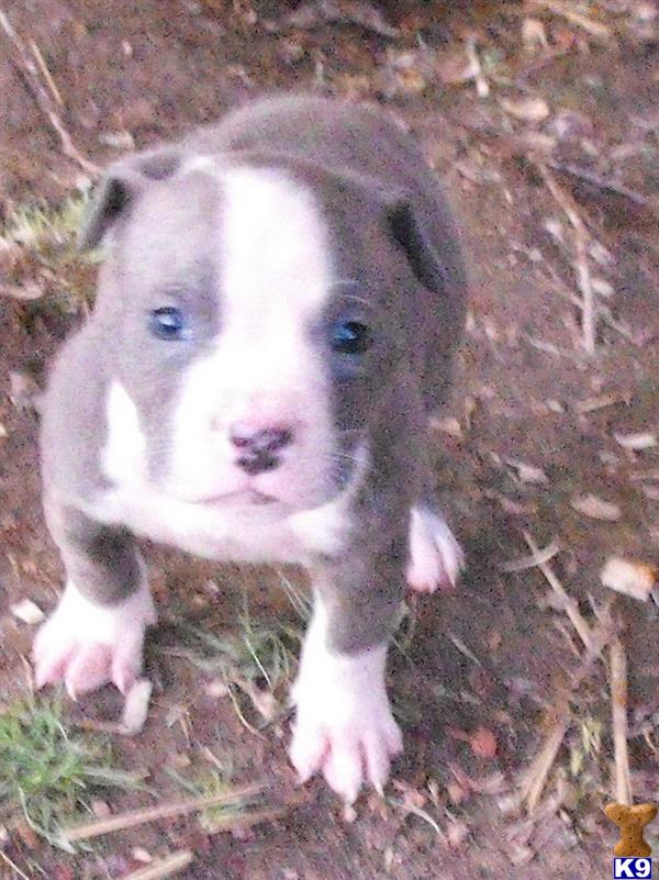 American Pit Bull Puppies