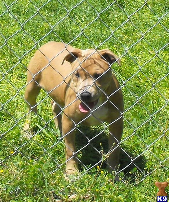 Puppies in Little rock
