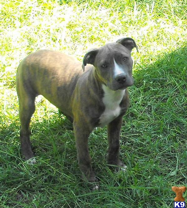 Puppies in Little rock