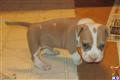 American Pit Bull
