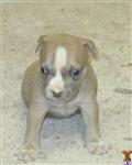 American Pit Bull