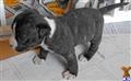 American Pit Bull