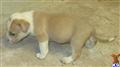 American Pit Bull
