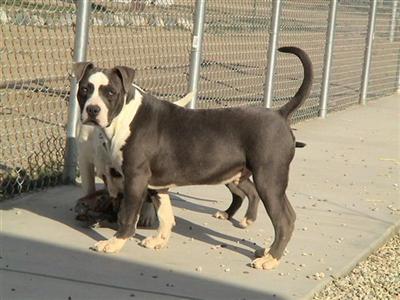 Dogs - American Pit Bull