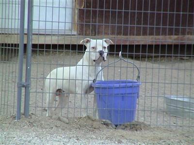 Dogs - American Pit Bull