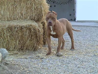 Dogs for Sale in CA