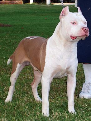 Dogs - American Pit Bull