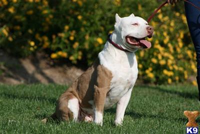 Dogs for Sale in CA
