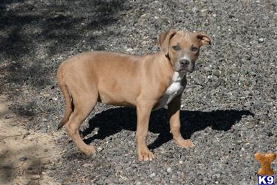 Puppies for Adoption