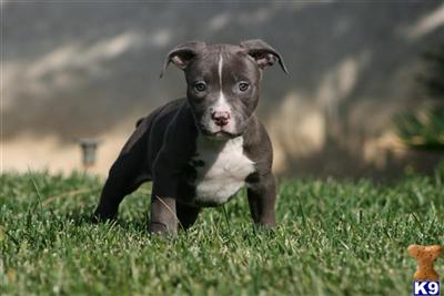 American Pit Bull Puppies for Sale