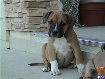 American Pit Bull Puppies for Sale