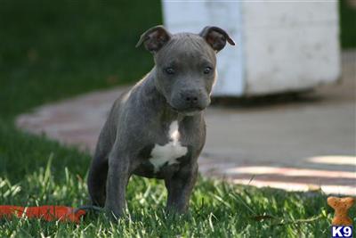 American Pit Bull Puppies for Sale