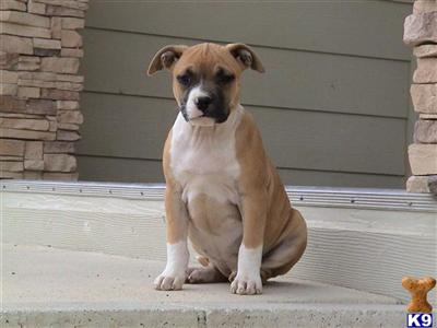 American Staffordshire Terrier Puppies for Sale
