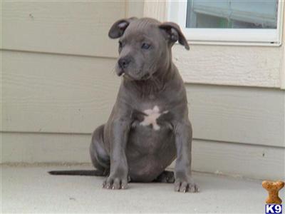 American Pit Bull Puppies for Sale
