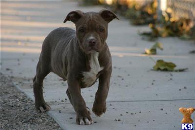 American Pit Bull Puppies for Sale