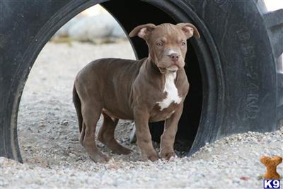 American Pit Bull Puppies for Sale