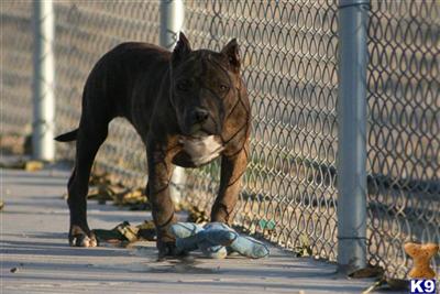American Pit Bull Puppies for Sale
