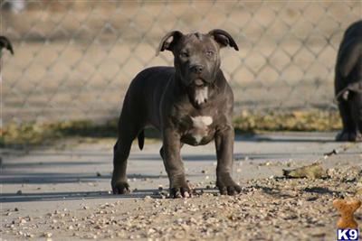 American Pit Bull Puppies for Sale