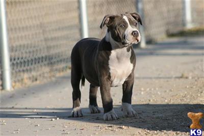 American Pit Bull Puppies for Sale