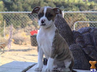 American Staffordshire Terrier Puppies for Sale