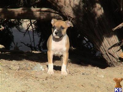 American Staffordshire Terrier Puppies for Sale