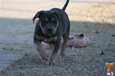 Puppies in CA