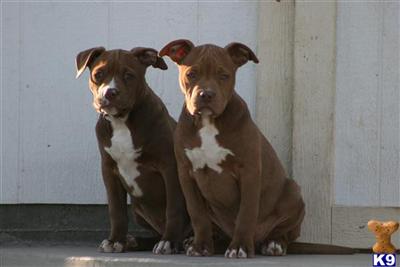American Pit Bull Puppies for Sale