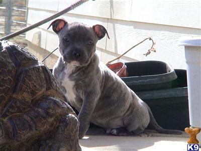 American Pit Bull Puppies for Sale