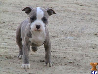 American Pit Bull Puppies for Sale