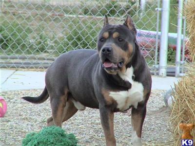 Stud Dogs - American Pit Bull