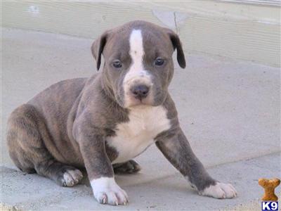 American Pit Bull Puppies for Sale