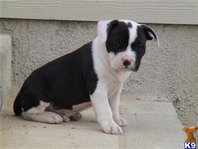American Pit Bull Puppies for Sale