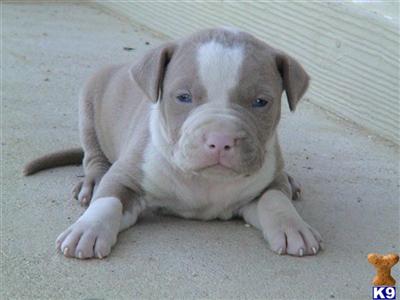 American Pit Bull Puppies for Sale
