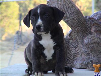 American Pit Bull Puppies for Sale