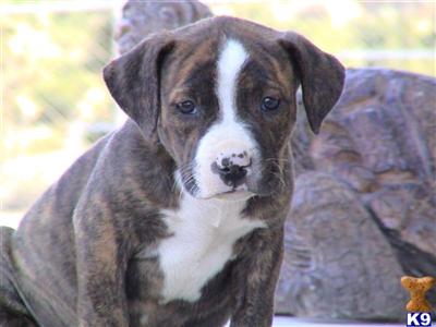 American Pit Bull Puppies for Sale