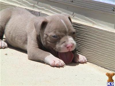 American Pit Bull Puppies for Sale