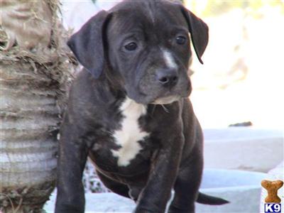 American Pit Bull Puppies for Sale