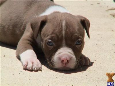 American Pit Bull Puppies for Sale