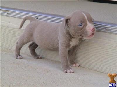 American Pit Bull Puppies for Sale