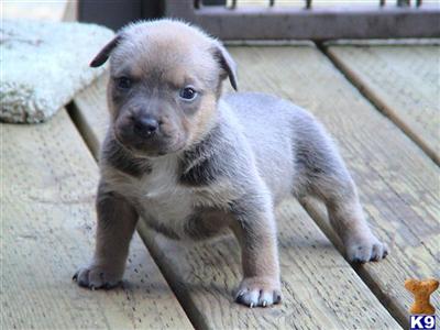 American Pit Bull Puppies for Sale