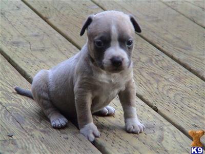 American Pit Bull Puppies for Sale