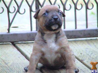 American Pit Bull Puppies for Sale