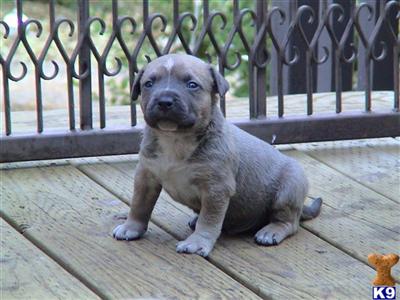 American Pit Bull Puppies for Sale