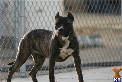 American Pit Bull Puppies for Sale