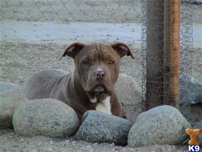 American Pit Bull Puppies for Sale