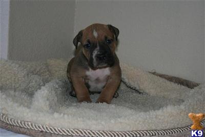 American Pit Bull Puppies for Sale