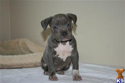 American Pit Bull Puppies for Sale