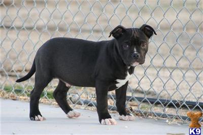American Pit Bull Puppies for Sale